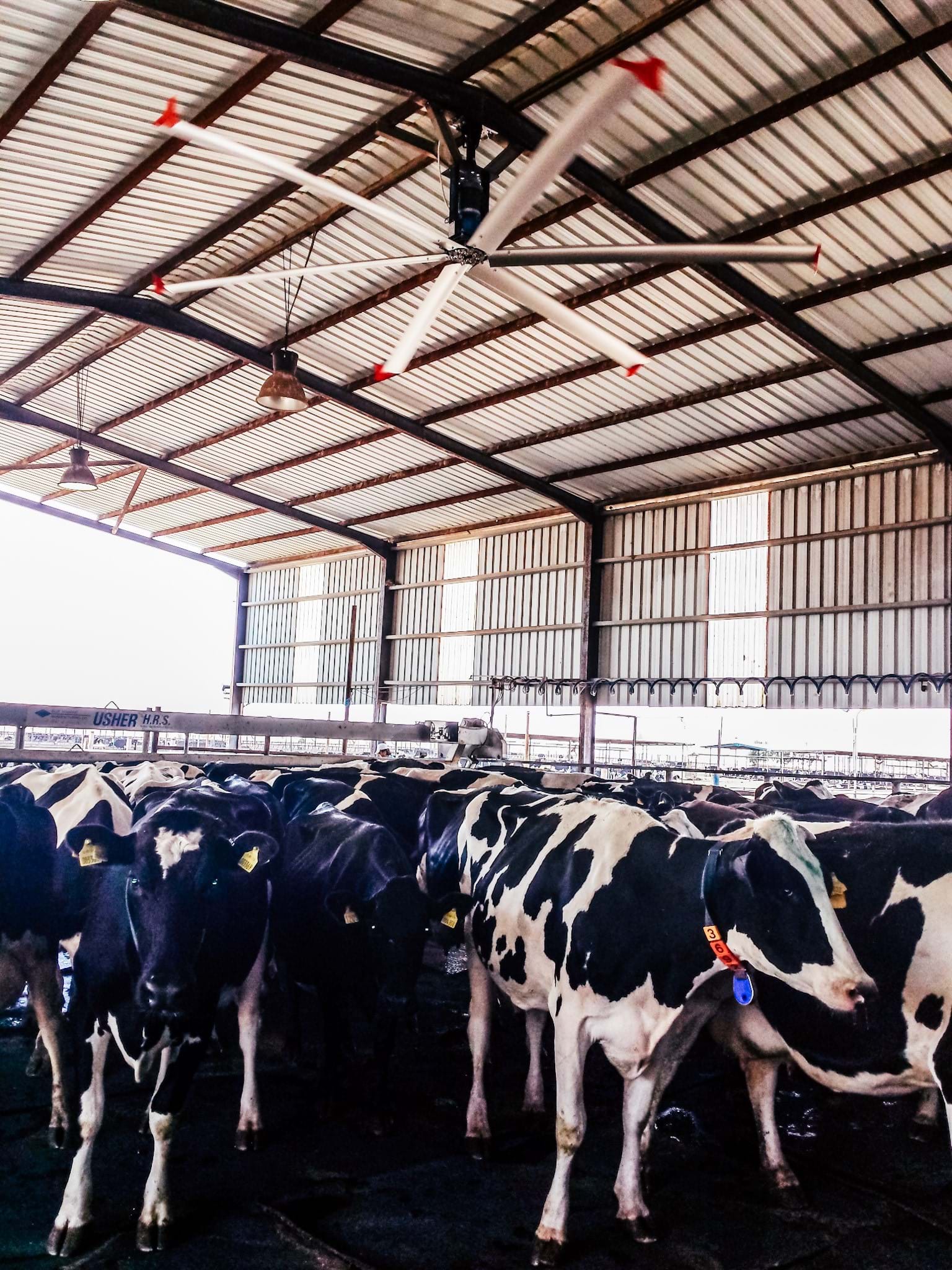 HVLS Fan STOL in Dairy